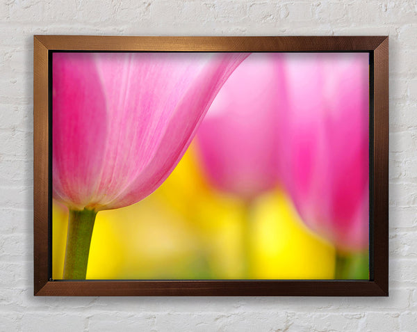 Close-Up Soft Heaven Tulip Framed Print