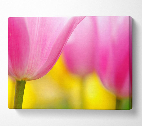  A Canvas Print of Close-Up Soft Heaven Tulip Canvas Print