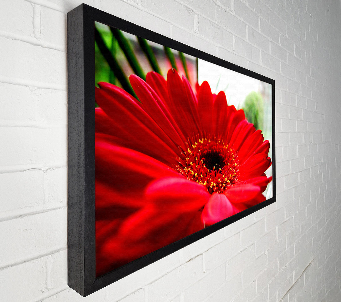  A Canvas Print of Cerise Gerbera Beauty Canvas Wall Art