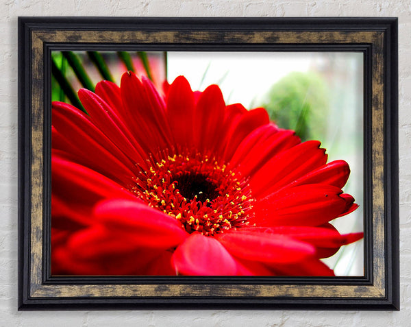 Cerise Gerbera Beauty Framed Print
