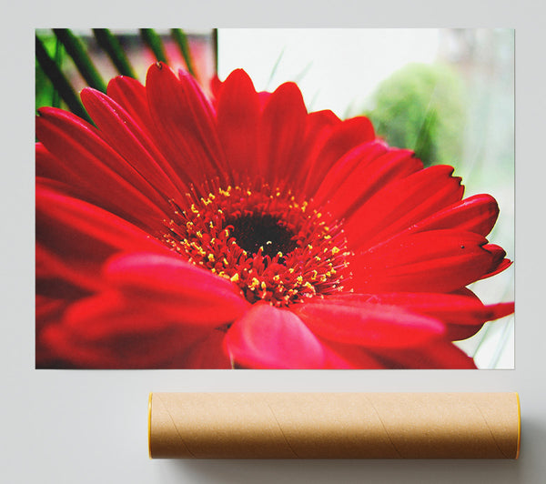 Cerise Gerbera Beauty Poster