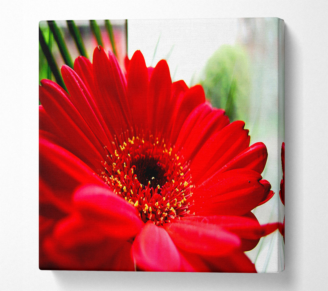  A Canvas Print of Cerise Gerbera Beauty Canvas Wall Art