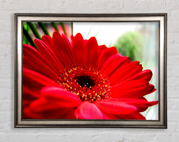 Cerise Gerbera Beauty Framed Print
