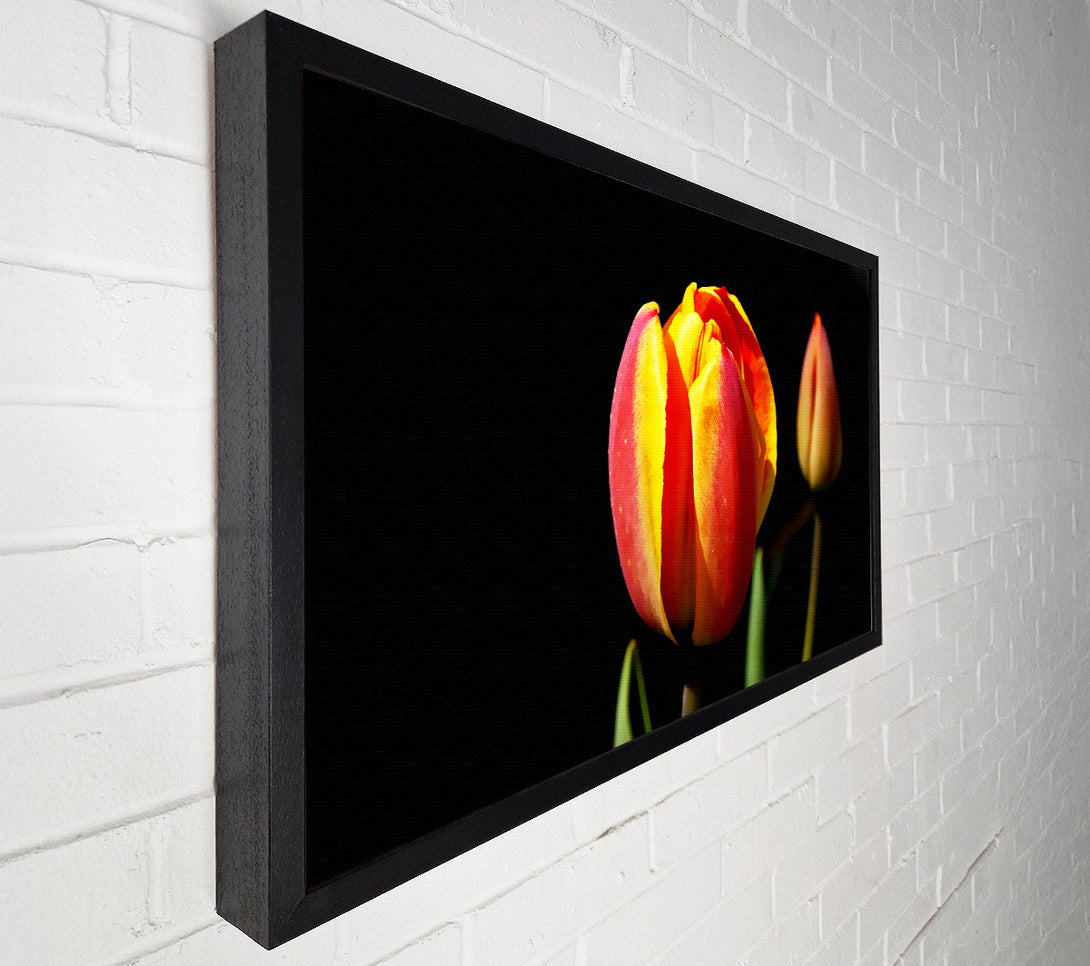  A Canvas Print of Tulips In A Bath Of Light Canvas Wall Art