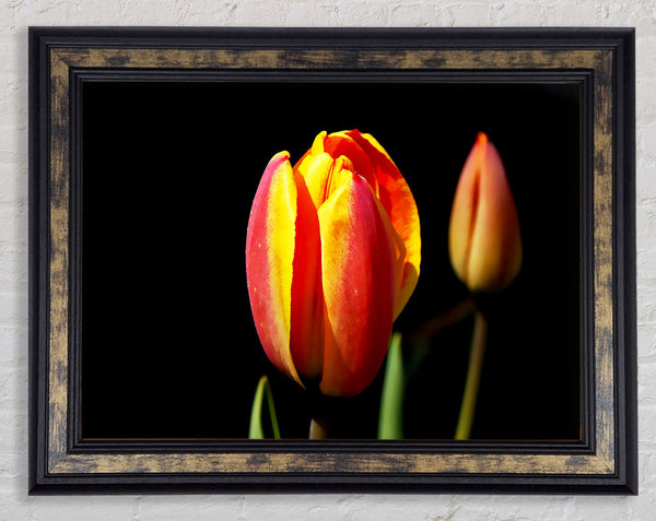 Tulips In A Bath Of Light Framed Print