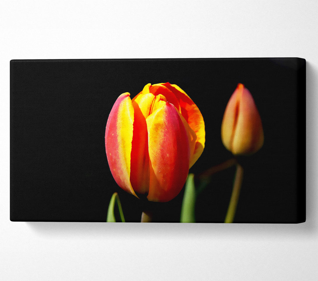  A Canvas Print of Tulips In A Bath Of Light Canvas Wall Art