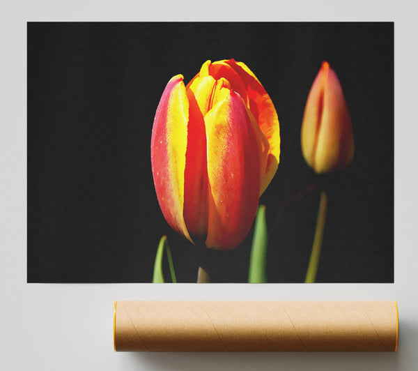 Tulips In A Bath Of Light Giclee Print