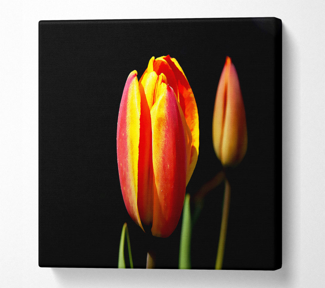  A Canvas Print of Tulips In A Bath Of Light Canvas Wall Art