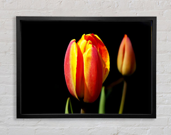 Tulips In A Bath Of Light Framed Print