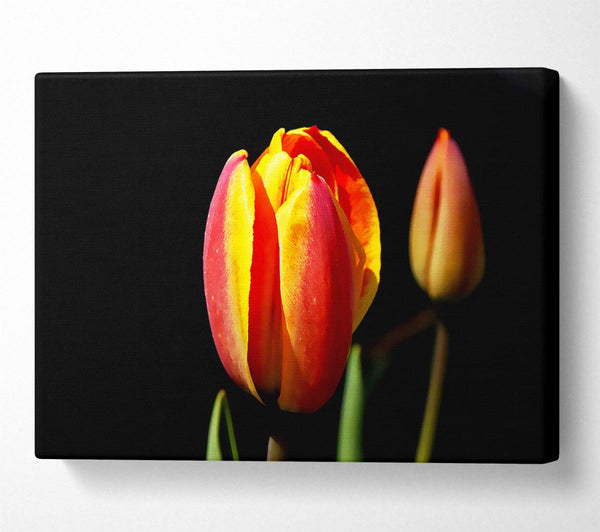  A Canvas Print of Tulips In A Bath Of Light Canvas Wall Art