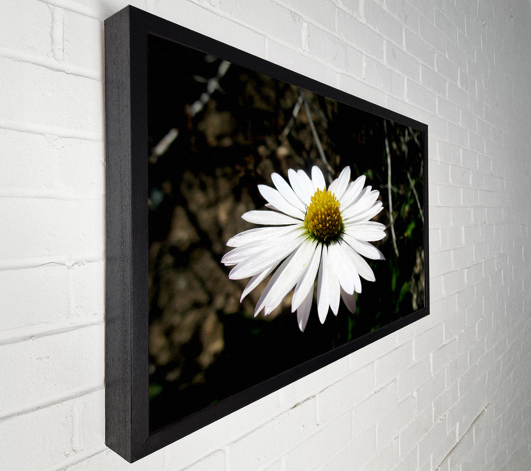  A Canvas Print of White Single Daisy Head Canvas Wall Art