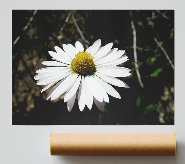 White Single Daisy Head Print