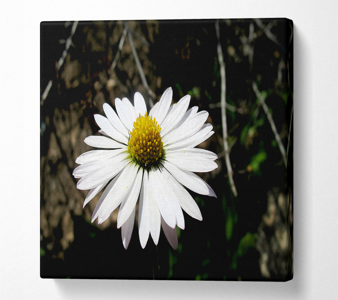  A Canvas Print of White Single Daisy Head Canvas Wall Art