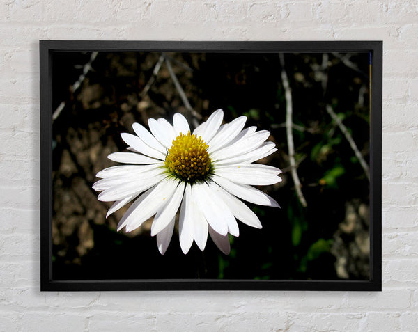 White Single Daisy Head Framed Print