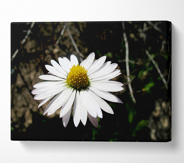  A Canvas Print of White Single Daisy Head Canvas Wall Art