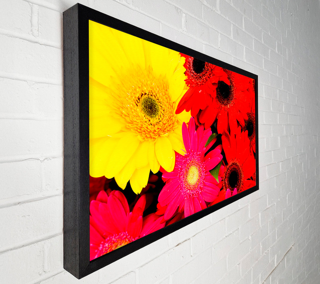  A Canvas Print of Gerbera Galore Canvas Print