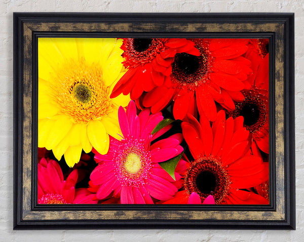 Gerbera Galore Framed Print