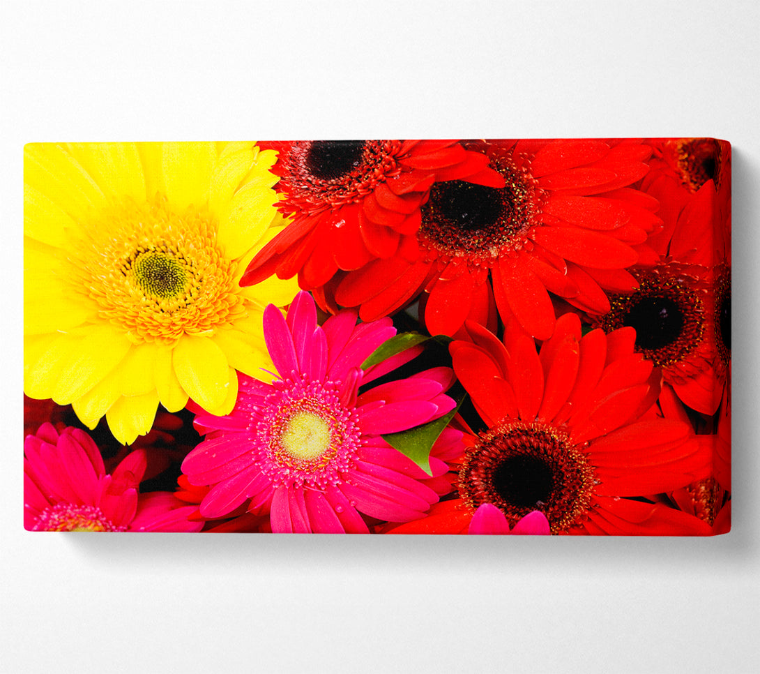  A Canvas Print of Gerbera Galore Canvas Print