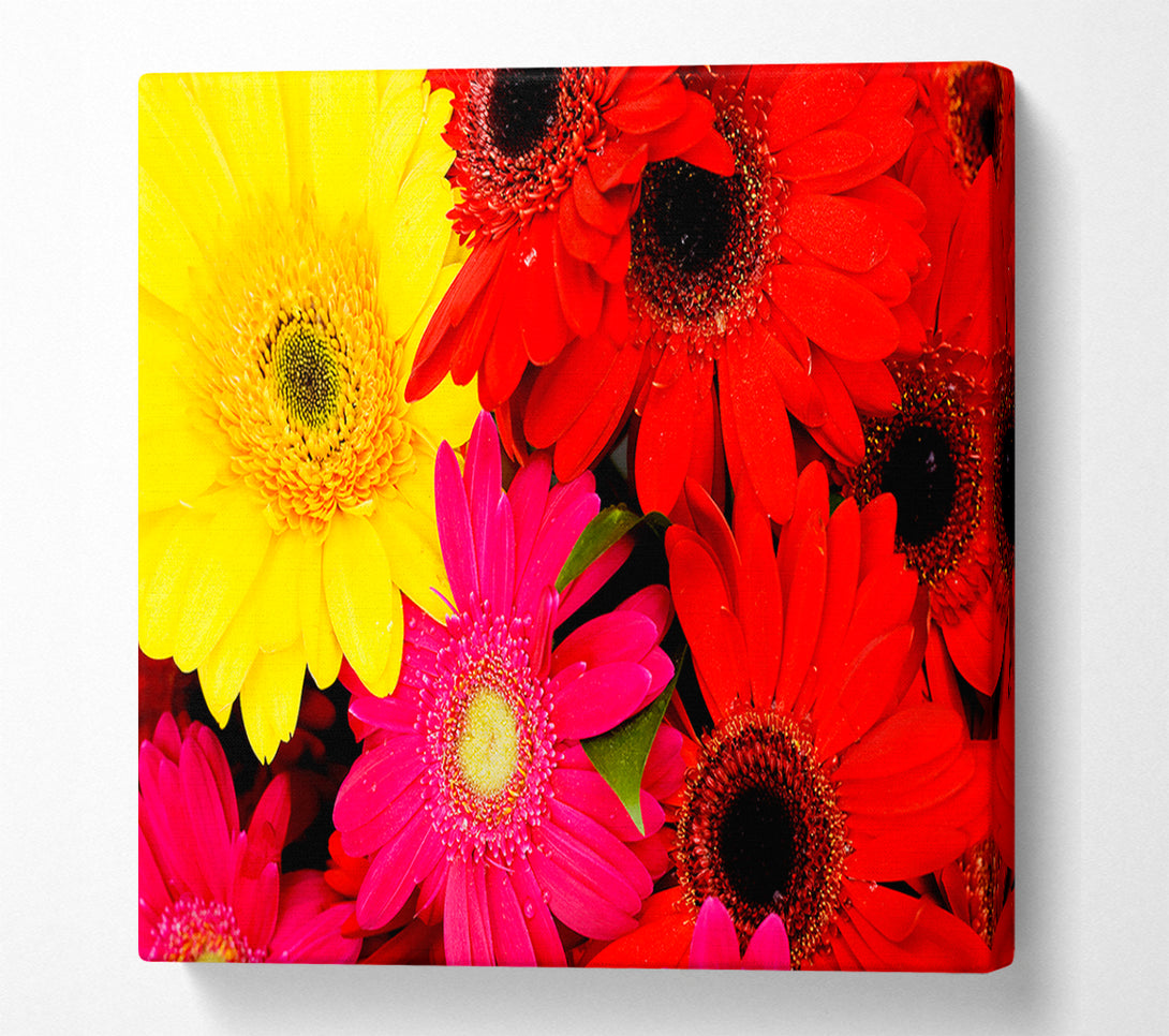  A Canvas Print of Gerbera Galore Canvas Print