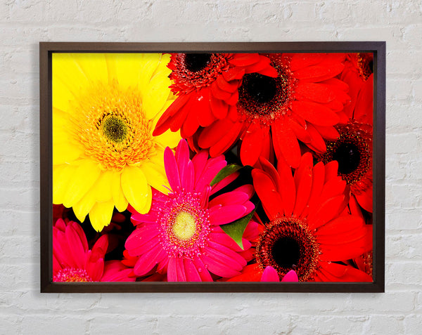 Gerbera Galore Framed Print