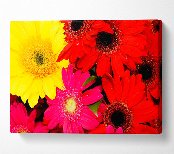  A Canvas Print of Gerbera Galore Canvas Print
