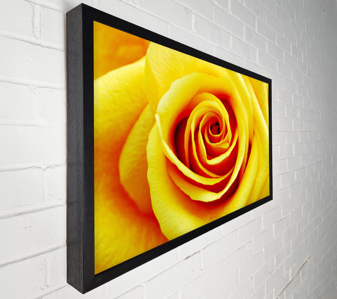  A Canvas Print of Golden Rose Close-Up Canvas Wall Art
