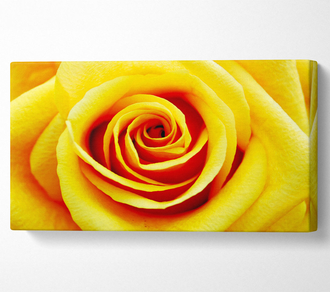  A Canvas Print of Golden Rose Close-Up Canvas Wall Art