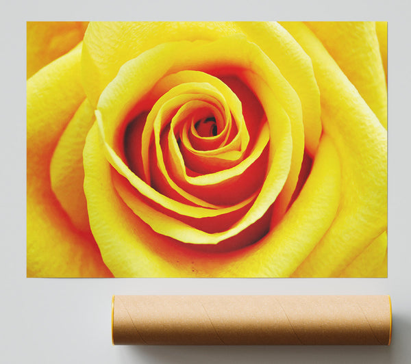 Golden Rose Close-Up Print