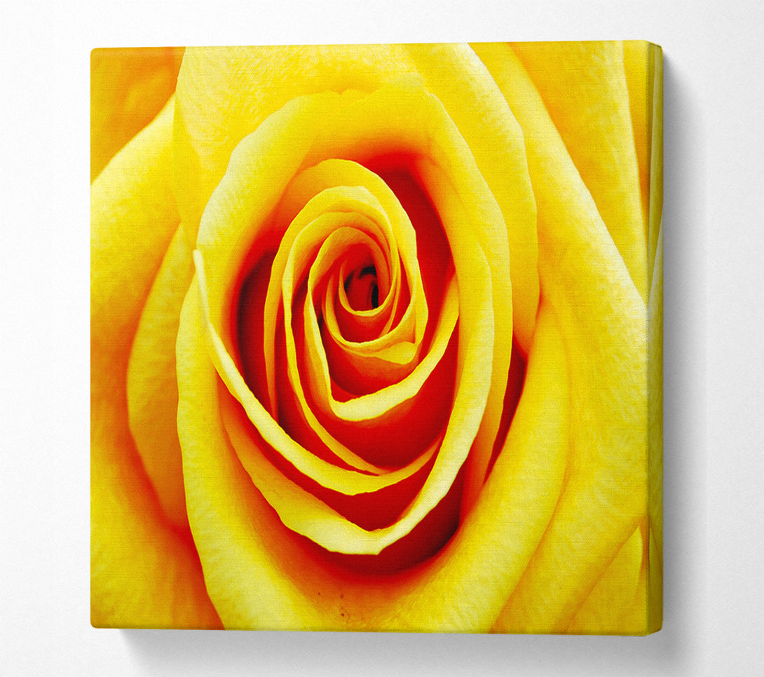  A Canvas Print of Golden Rose Close-Up Canvas Wall Art