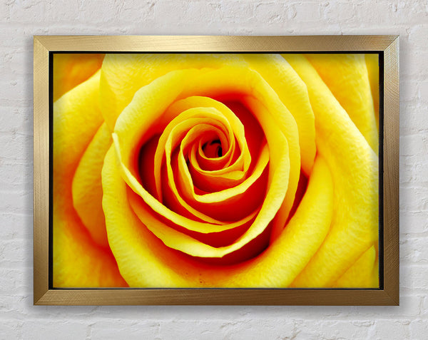 Golden Rose Close-Up Framed Print
