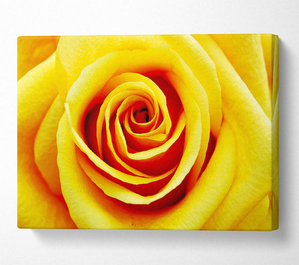  A Canvas Print of Golden Rose Close-Up Canvas Wall Art