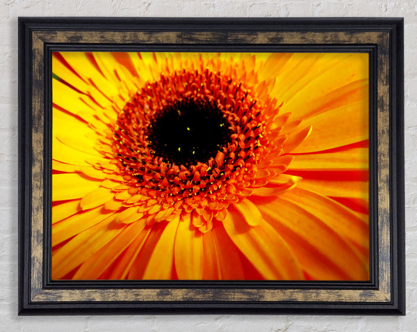 Golden Gerbera Centre Framed Print