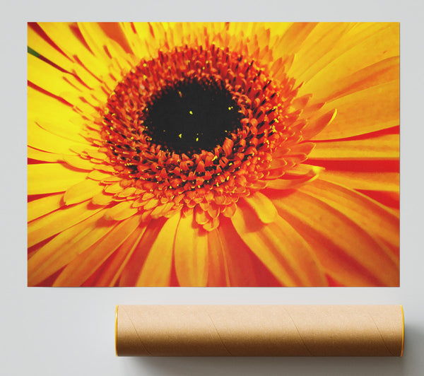 Golden Gerbera Centre Poster