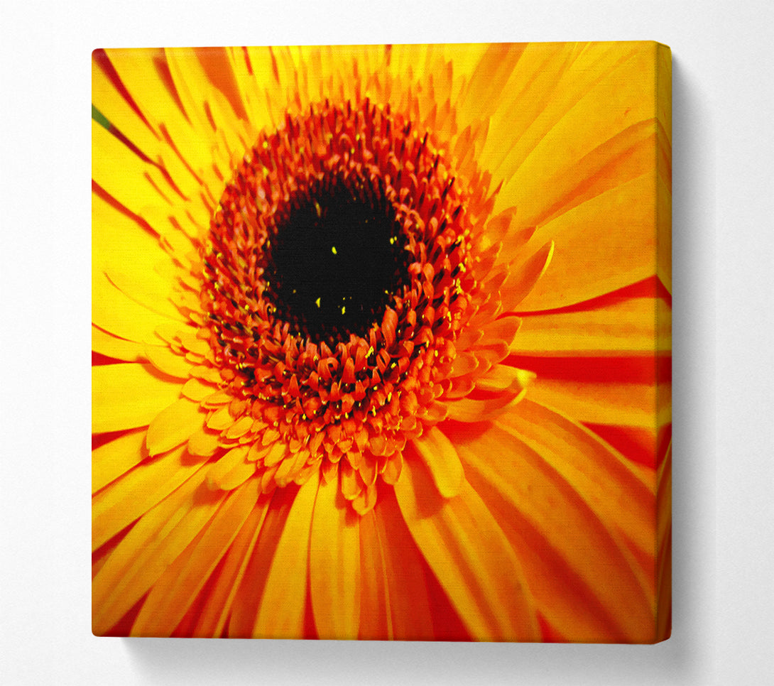  A Canvas Print of Golden Gerbera Centre Canvas Art