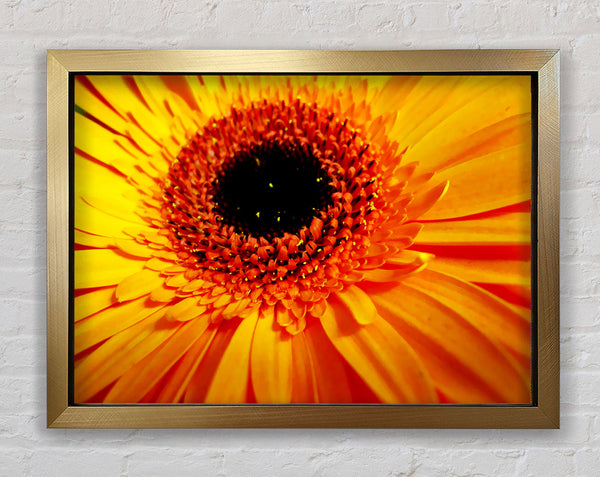 Golden Gerbera Centre Framed Print