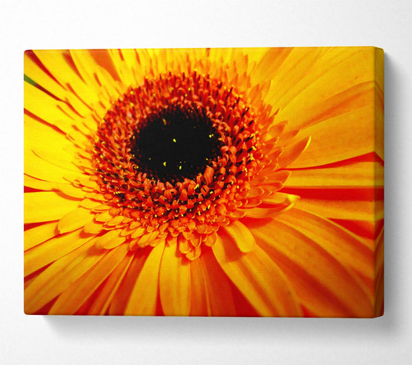  A Canvas Print of Golden Gerbera Centre Canvas Art