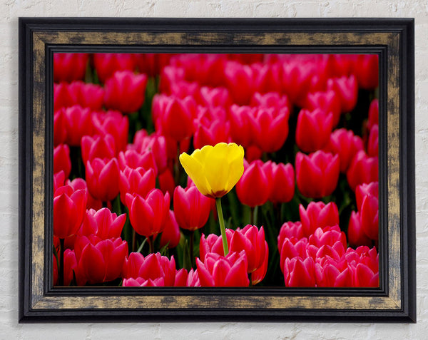 Tulips Strenth Framed Print