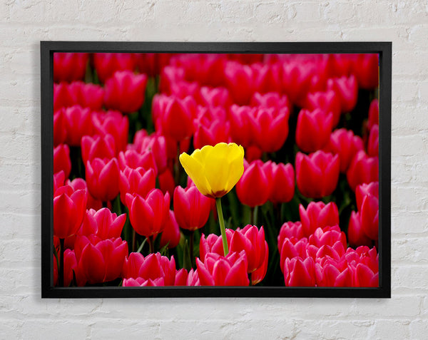 Tulips Strenth Framed Print