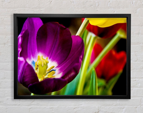 Purple Tulip Centre Framed Print