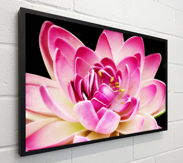 Water Lily Petals