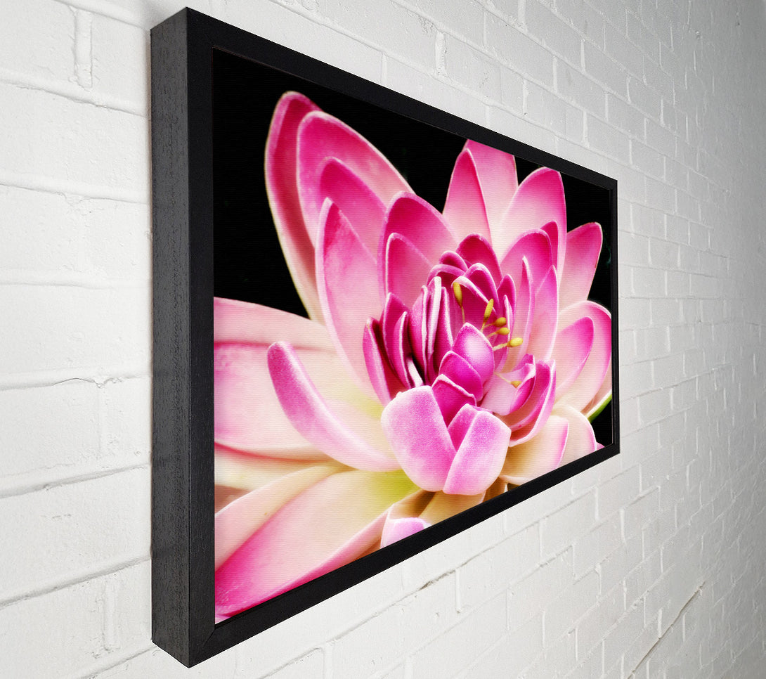  A Canvas Print of Water Lily Petals Canvas Art