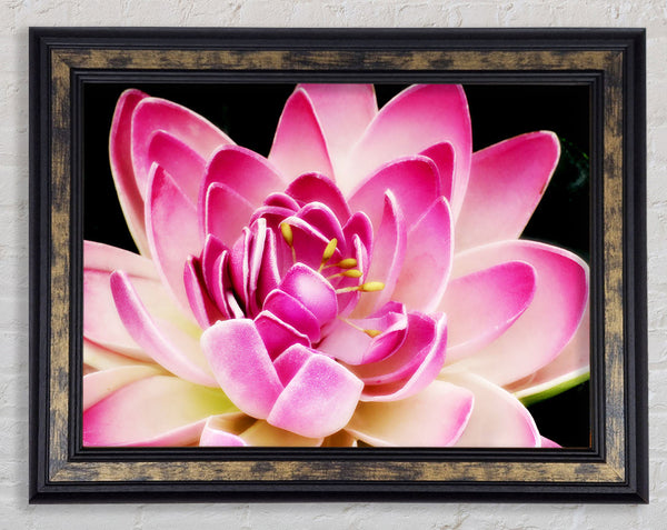 Water Lily Petals Framed Print