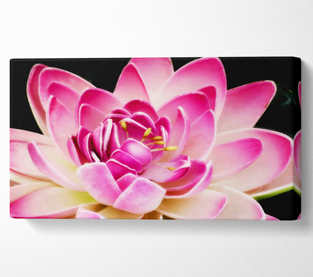  A Canvas Print of Water Lily Petals Canvas Art