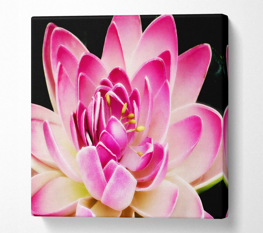  A Canvas Print of Water Lily Petals Canvas Art