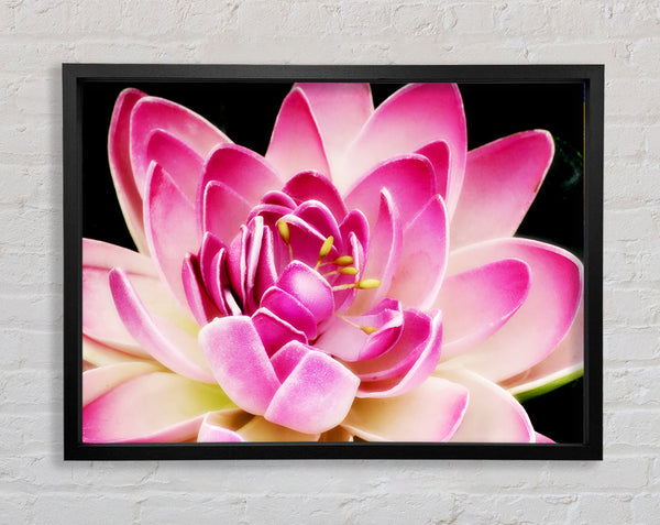 Water Lily Petals Framed Print