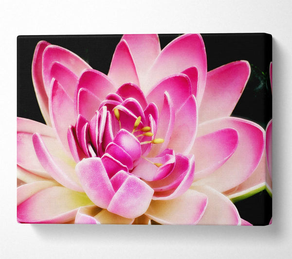  A Canvas Print of Water Lily Petals Canvas Art
