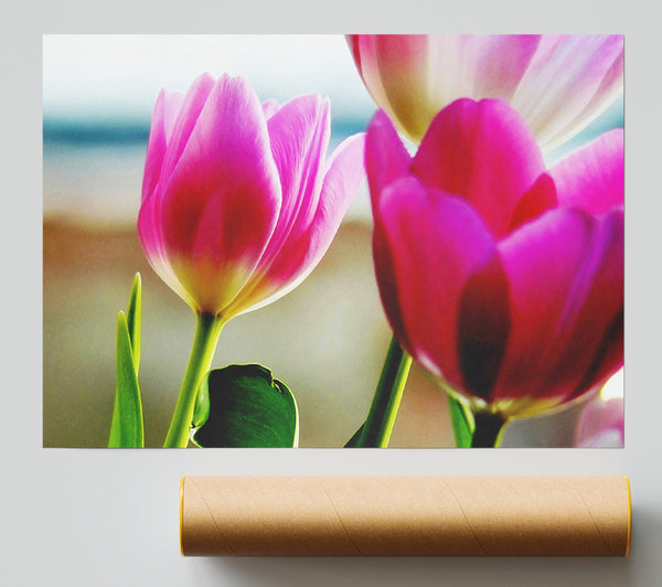 Pink Tulip Parade Poster
