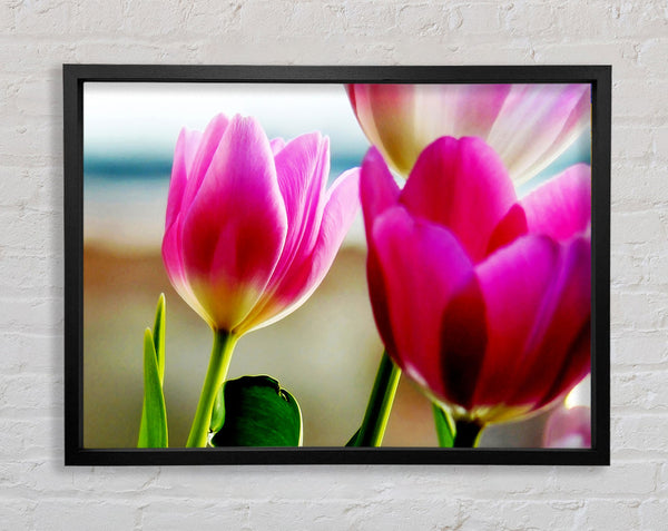 Pink Tulip Parade Framed Print