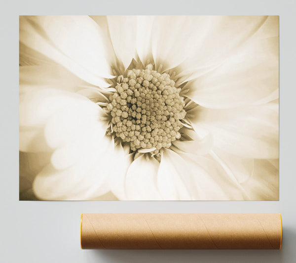 White Petal Heaven Print