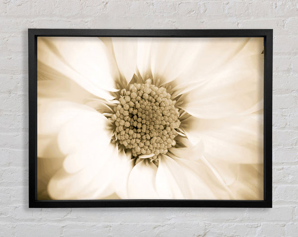 White Petal Heaven Framed Print